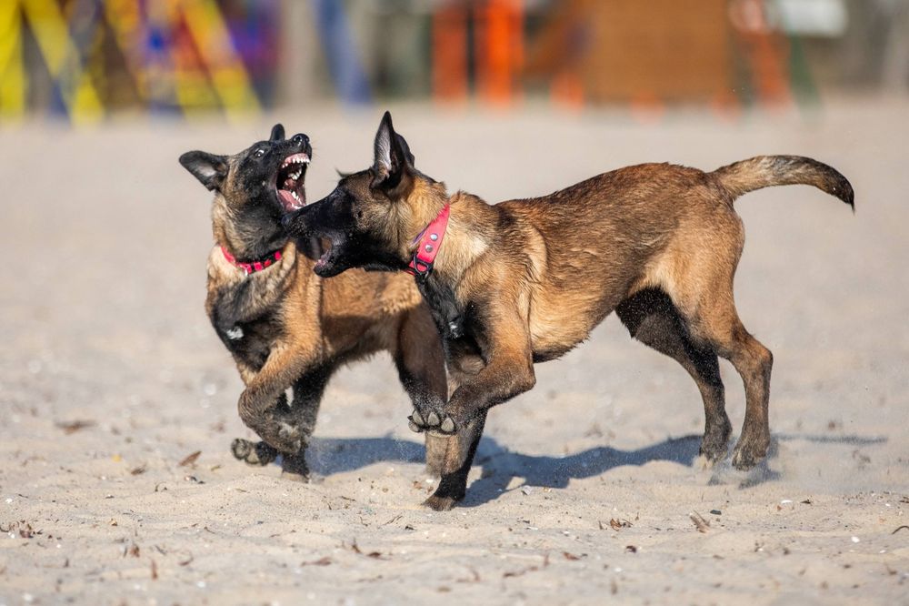 Бельгийская овчарка Малинуа
