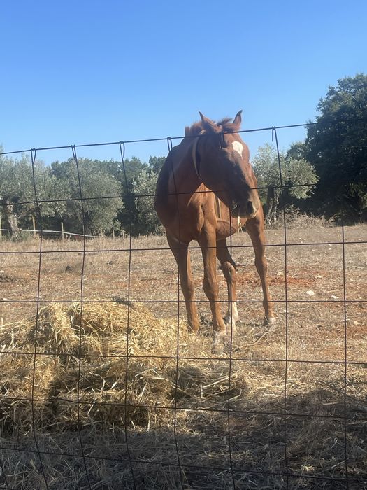 Vendo cavalo inteiro manso