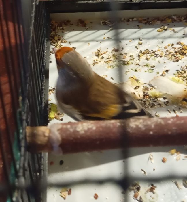 Basztard ładnie śpiewający