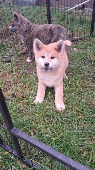 Akita inu piesek