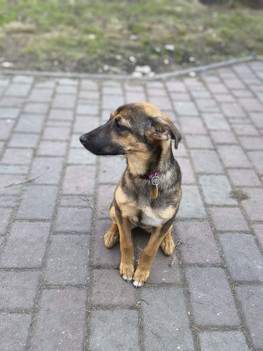 Pixie suczka półroczna do adopcji