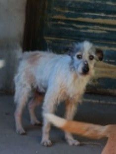 Angie- Cão Sénior de porte médio para adoção.
