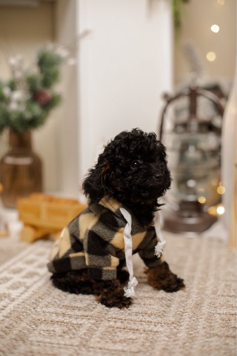 Той пудель фантом