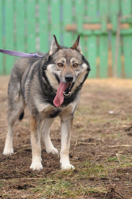 Волкособ.Настоящая собака для настоящего хозяина