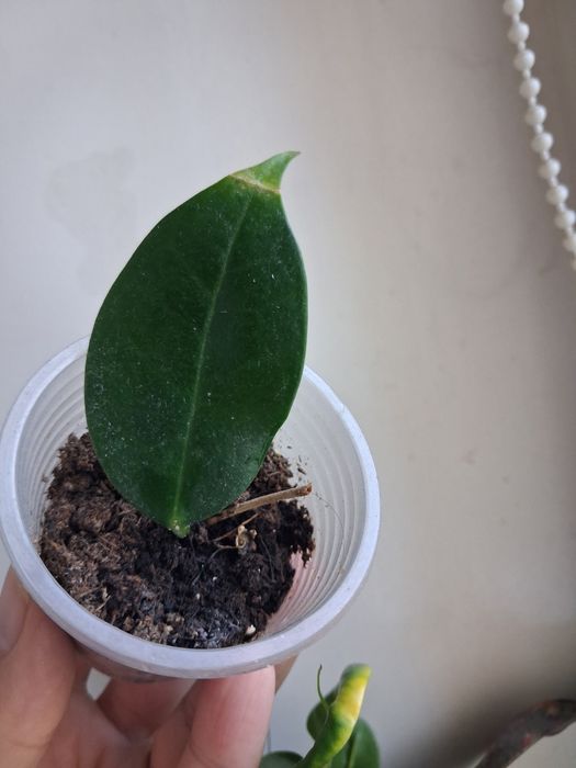Хойя hoya Macrophylla albomarginata