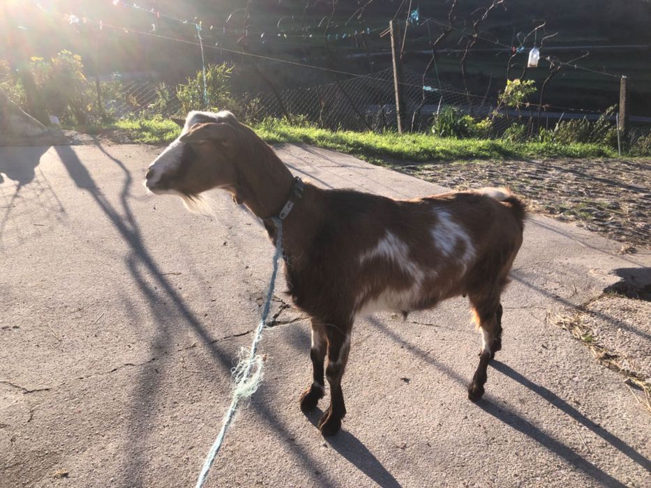 Cabra adulta nova