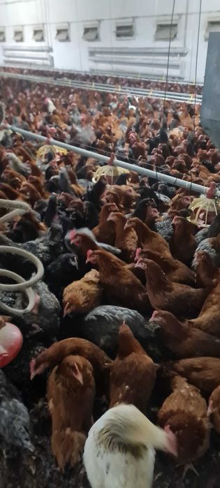 Kury NIOSKI od 8 do 26 tyg. Od hodowcy! Jajka z wolnego wybiegu!