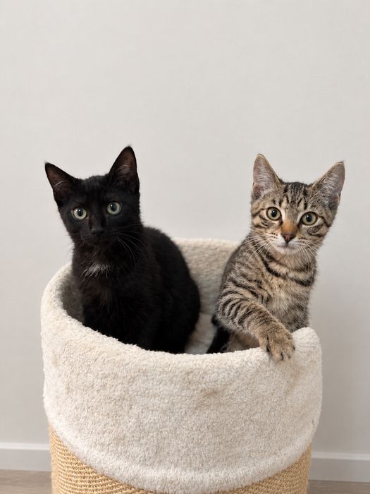 Hebcio i Gucio do adopcji kociaki 3 miesiace