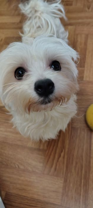 Продам девочку мальтезе