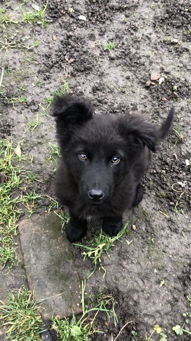 Віддам в добрі руки ( Цуцик хлопчик)