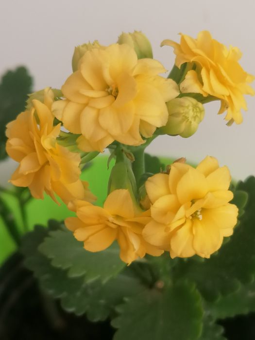 Каланхоє червоний, лимонний