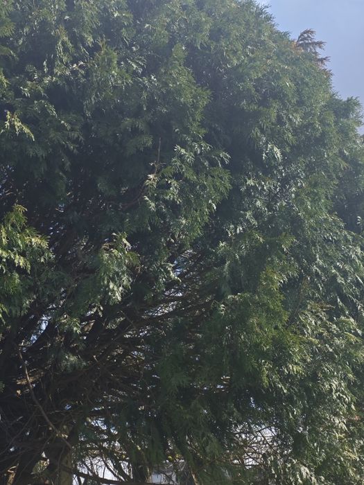 Vendo tuia gigante  com 30 anos