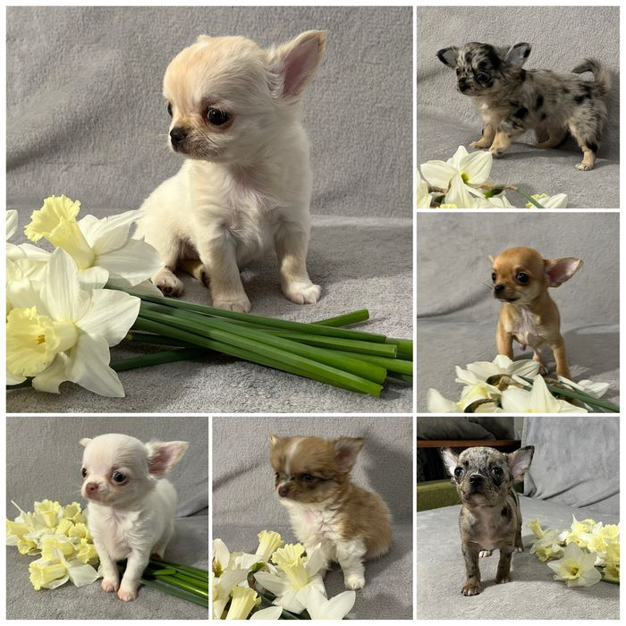 Хлопчики і дівчатка чіхуахуа