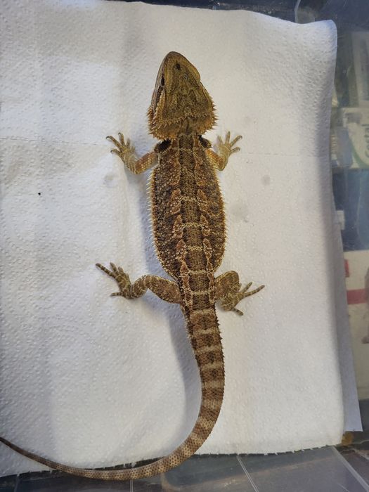 Agama Brodata - Sklep Zoologiczny