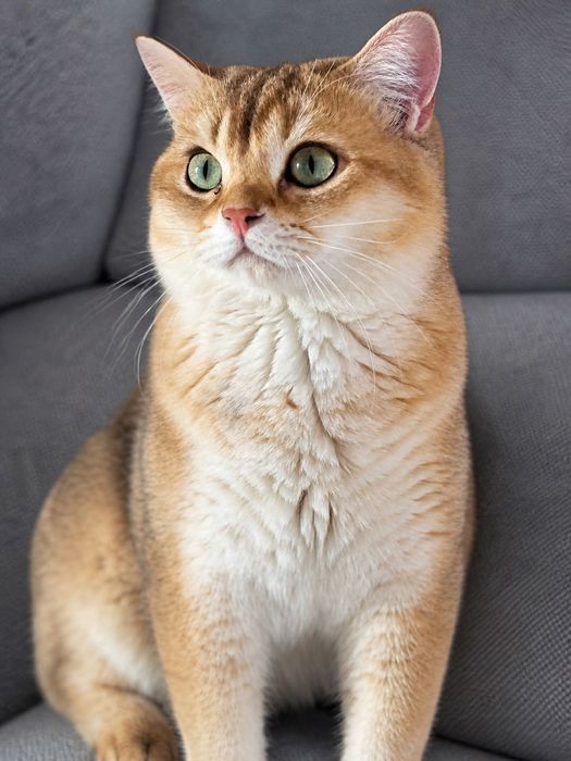 British shorthair