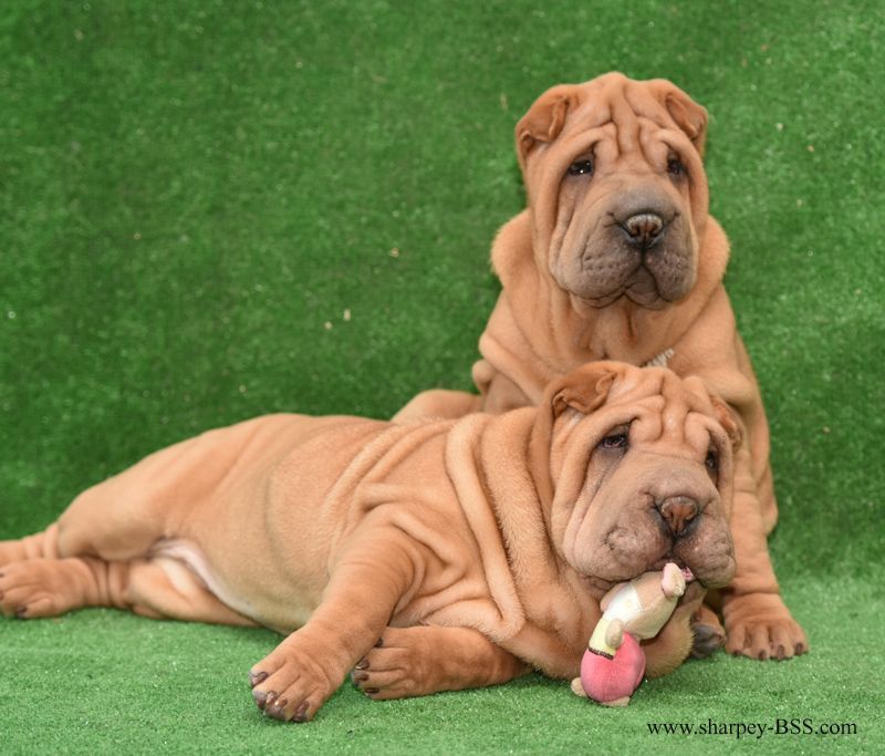 Шарпей, девочка хорс (вид шерсти)