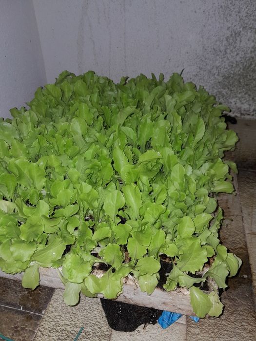 Plantas de alface