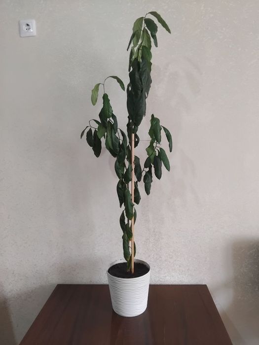 Лимонне дерево, не щеплене