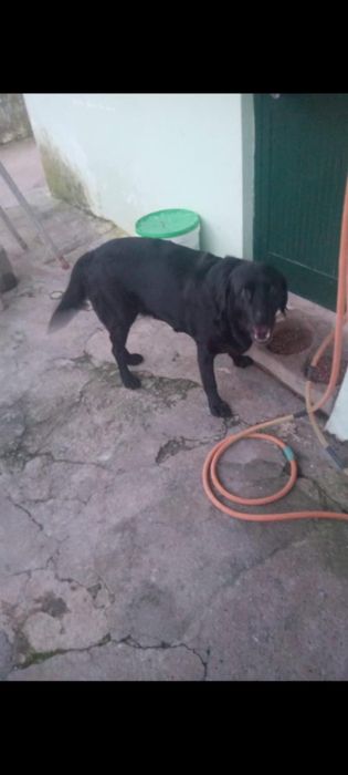 Luna uma labrador para adoção muito responsável