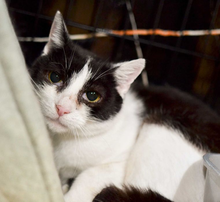 Melisa - spokojna, delikatna kotka do adopcji!