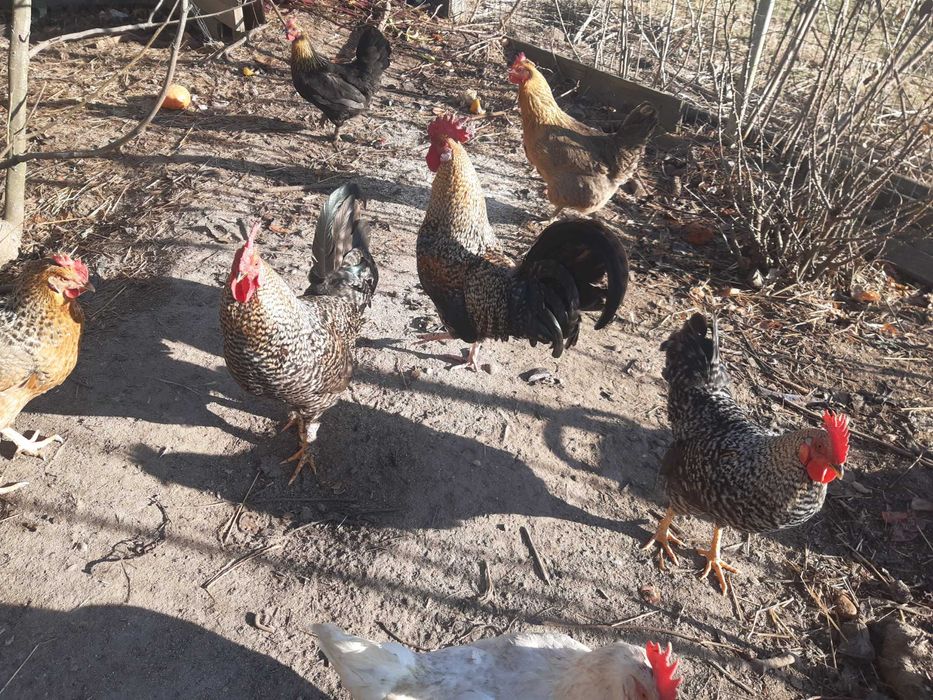 Zamienię lub sprzedam koguty