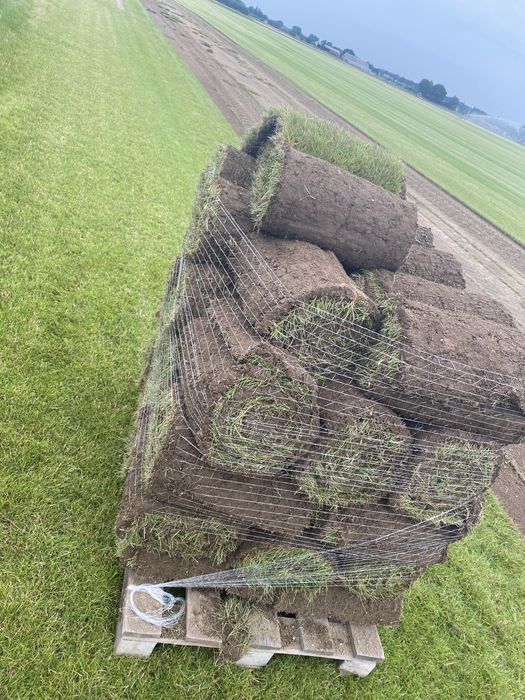 Trawnik rolowany trawa z rolki / producent trawników