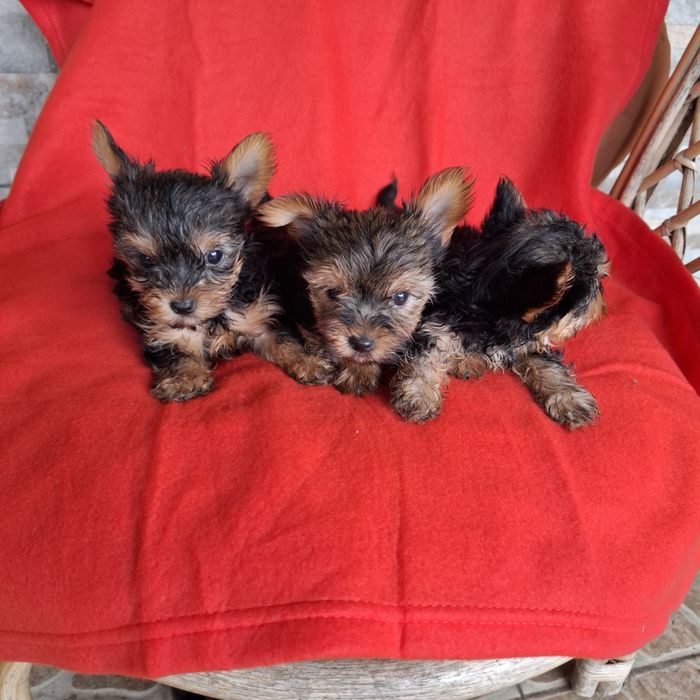 Yorkshire terrier rodowód +wyprawka