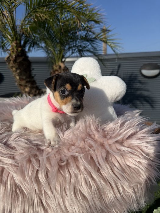 Jack russell femea fantastica