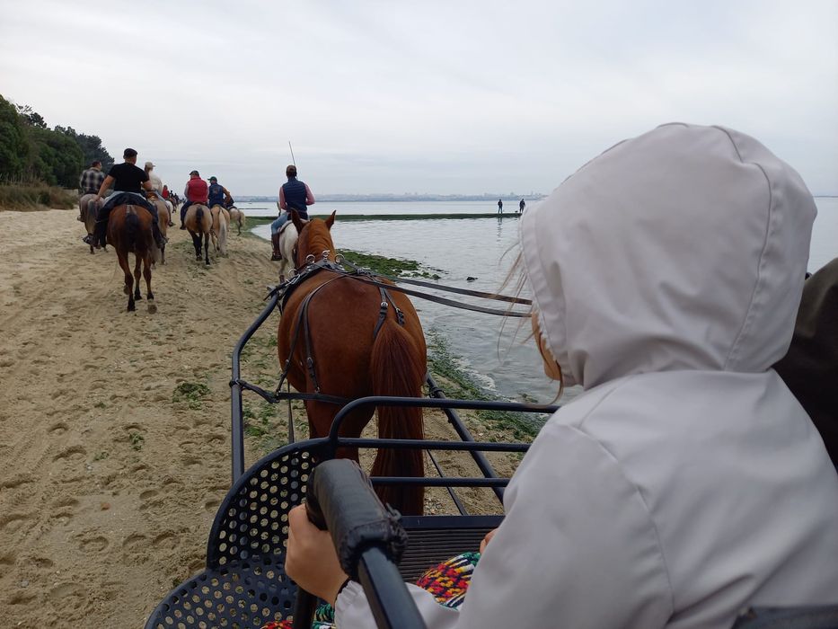 Cavalo engatado mais maratona