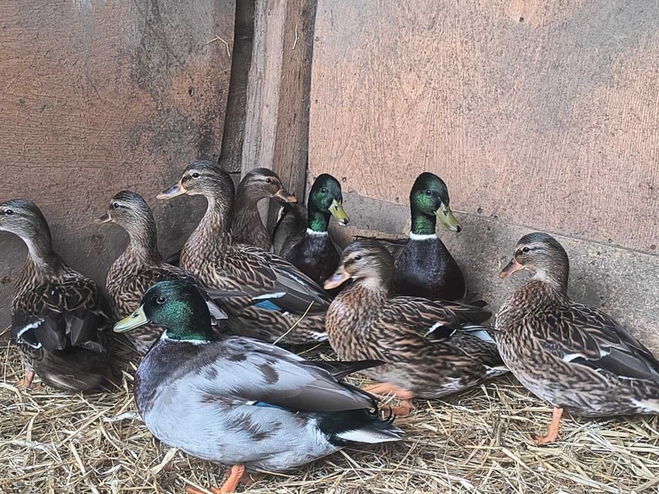 Sprzedam kaczki call duck