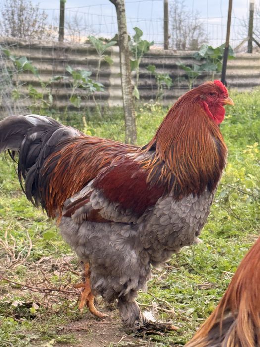 Galos Brahma perdiz azul