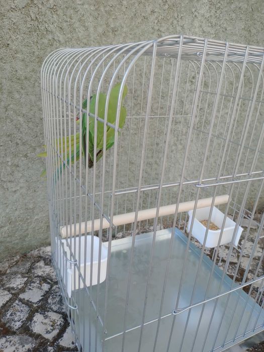 Vendo kit papagaio reng neck + gaiola
