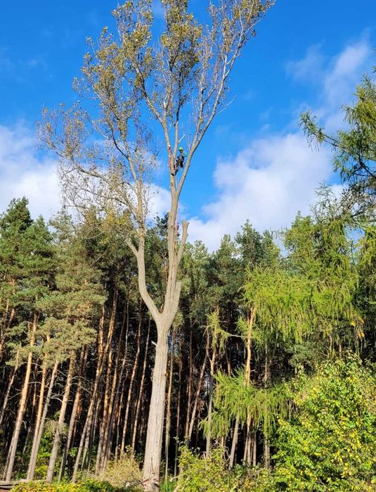wycinka drzew, pielęgnacja drzew, utylizacja, frezowanie pni, CAŁY ROK
