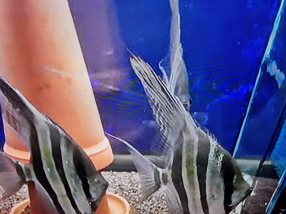 Skalar Altum Rio Atabapo z Importu