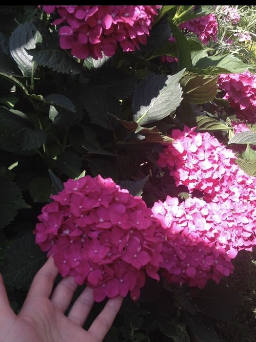 Гортензія широколисна