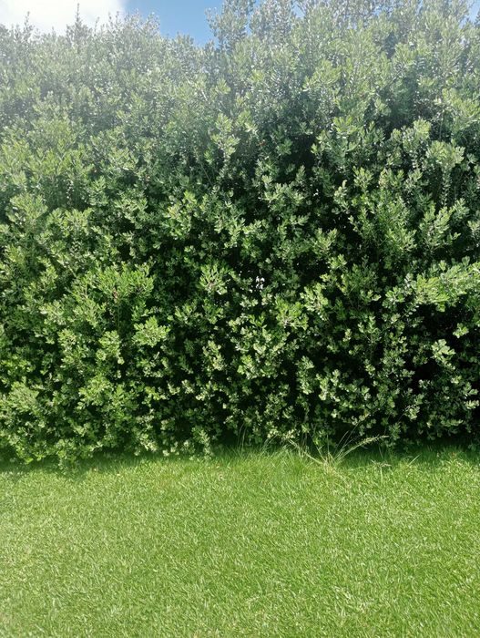 Construção e Manutenção de Jardins