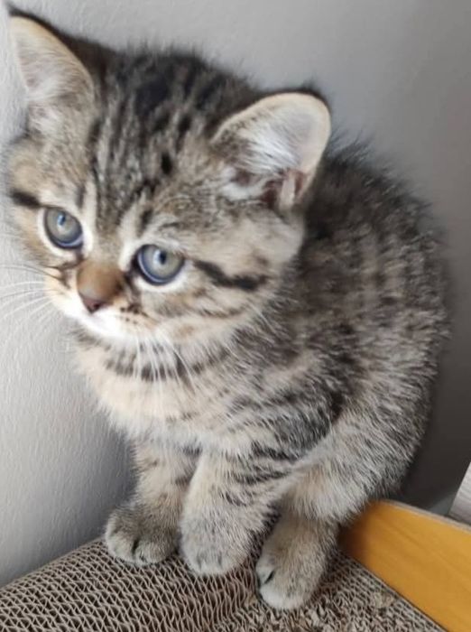 Шотландский котёнок мальчик