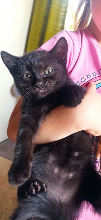 Азіатські короткошерсті кошенята