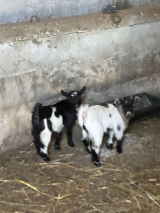 Casal de cabras anãs