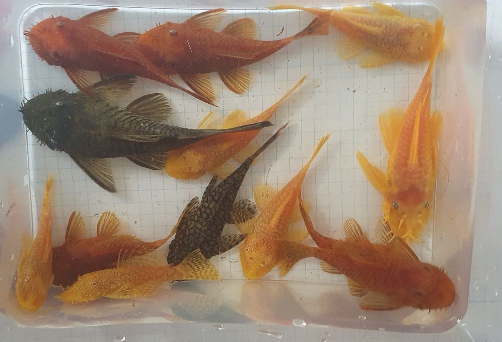 Ancistrus mix kolorów cena za 10 sztuk WYSYŁKA