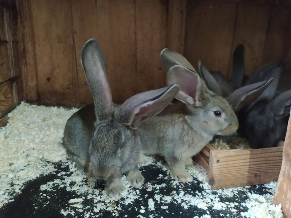 Młode króle do dalszej hodowli