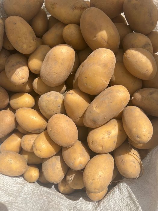 Продам посадкову картоплю сорту королева анна