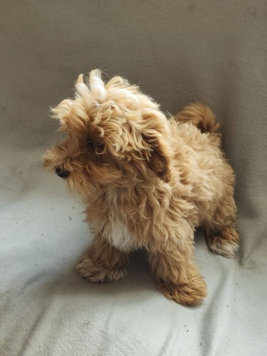Maltipoo Apricot