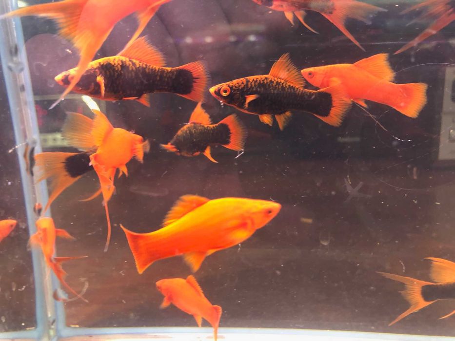 Alpha Mieczyk , Red Ruby