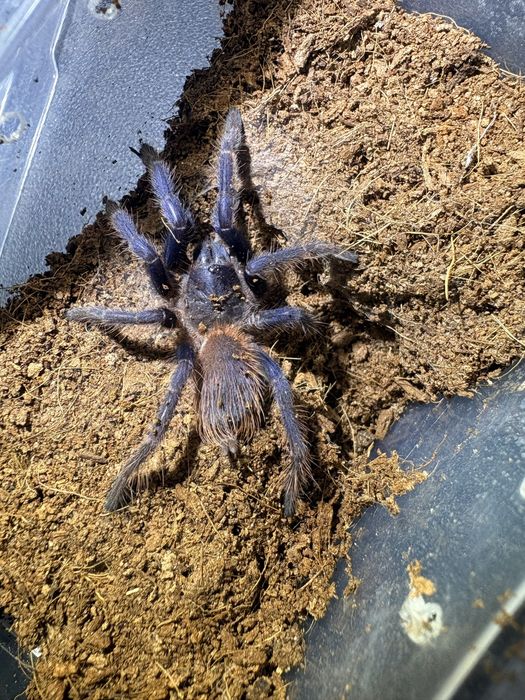 Pterinopelma sazimai samica 2,5 dc