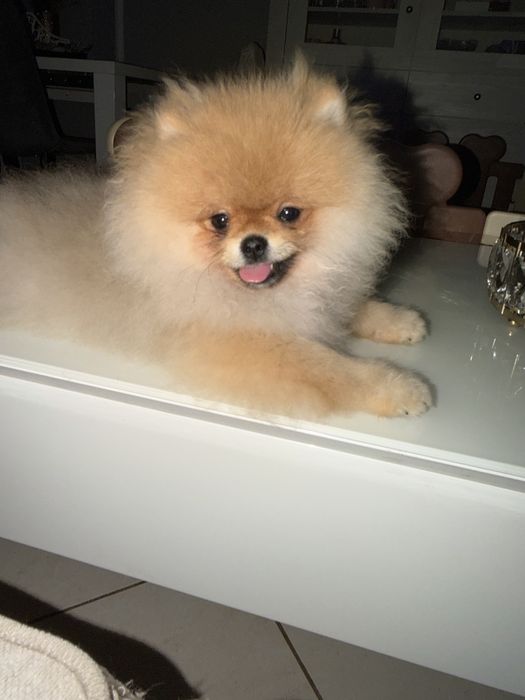 Szpic miniaturowy / pomeranian obłedny miś  GWIZDA FCI