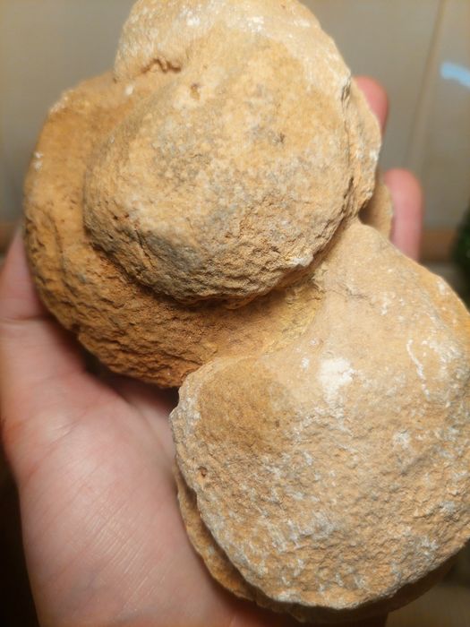 Fóssil coral colonial Jurássico Médio