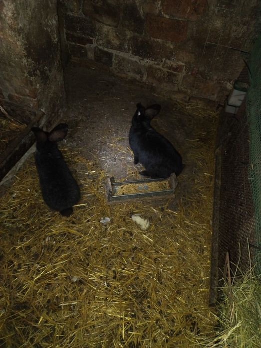 Króliki Belgijski Olbrzym