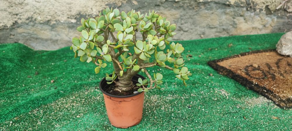 Planta suculenta