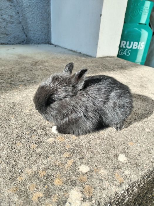Coelho anão muito dócil